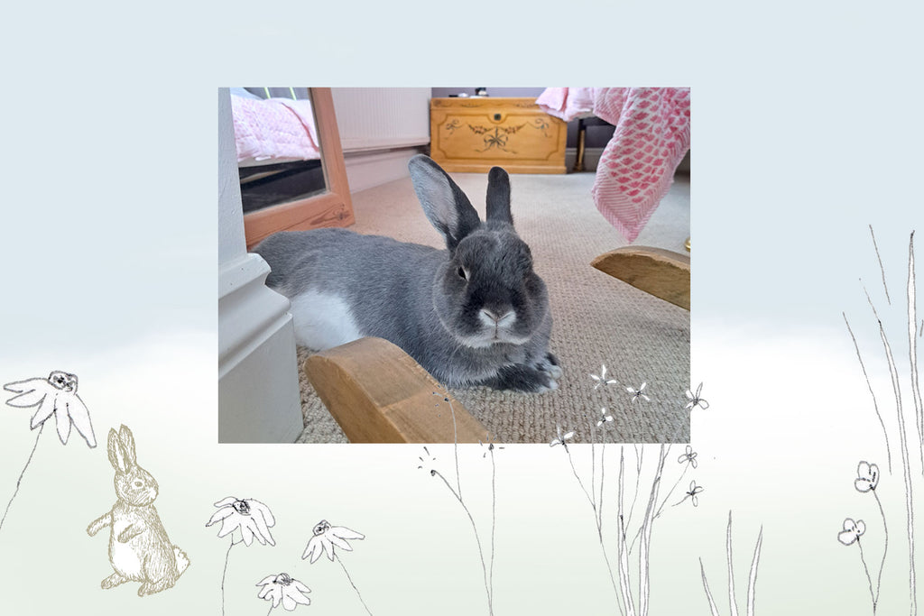 The Tale of the Bunny and the Bladder Stone