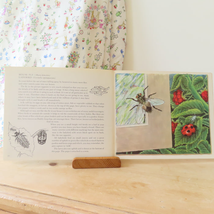 VINTAGE book -  Let's Look at Some Insects (1977)