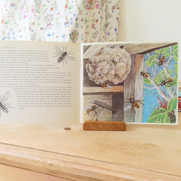 VINTAGE book -  Let's Look at Some Insects (1977)
