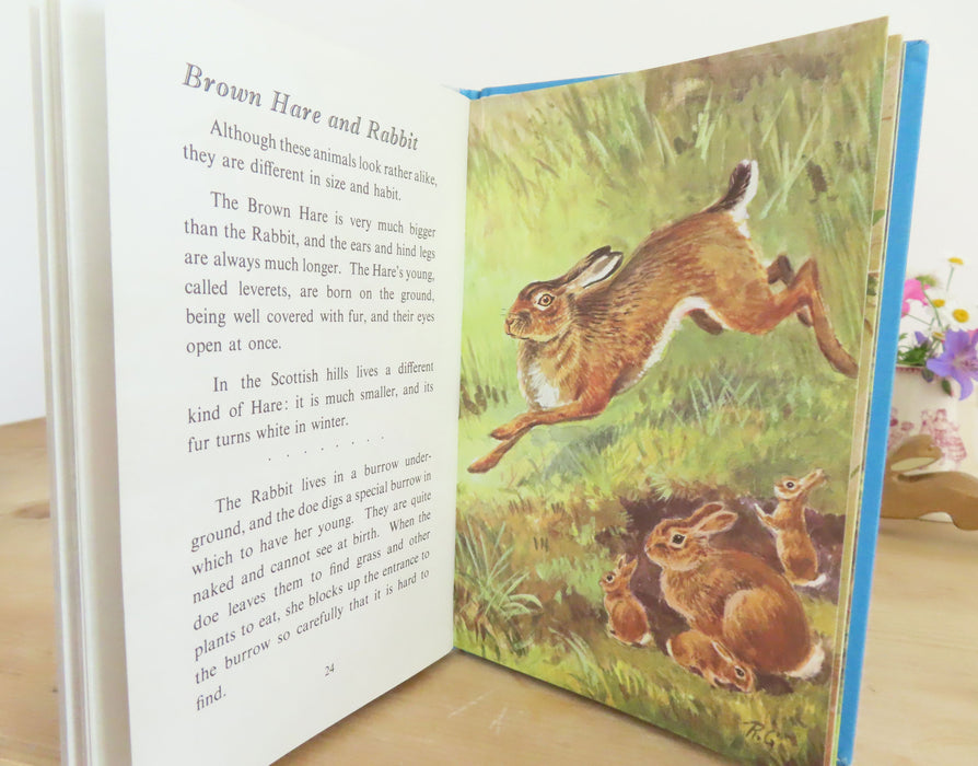 VINTAGE Ladybird Book of British Wild Animals (1971)